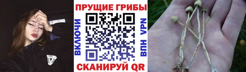 Псилоцибиновые грибы Cubensis  маркетплейс какой сайт  Елизаветинская 